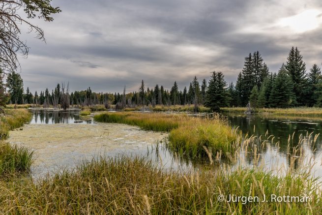 USA | Südwesten | Wyoming | Grand Teton National Park | Snake River | Schwabacher Landing with Teton Range