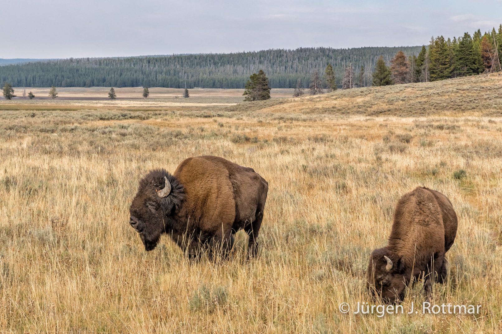 USA | Südwesten | Wyoming | Yellowstone National Park | Bisons