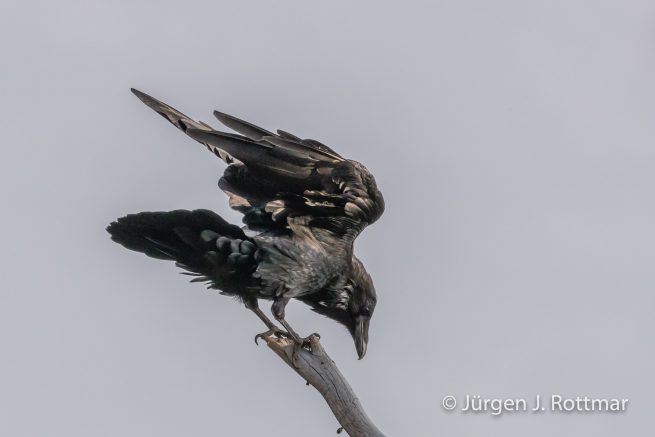 USA | Südwesten | Wyoming | Yellowstone National Park | Kolkrabe (Corvus Corax) | Common Raven
