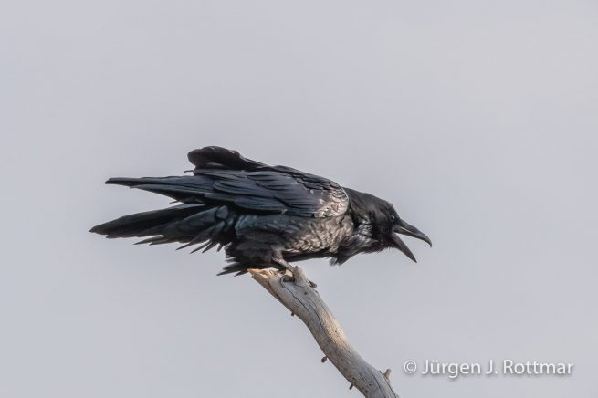 USA | Südwesten | Wyoming | Yellowstone National Park | Kolkrabe (Corvus Corax) | Common Raven