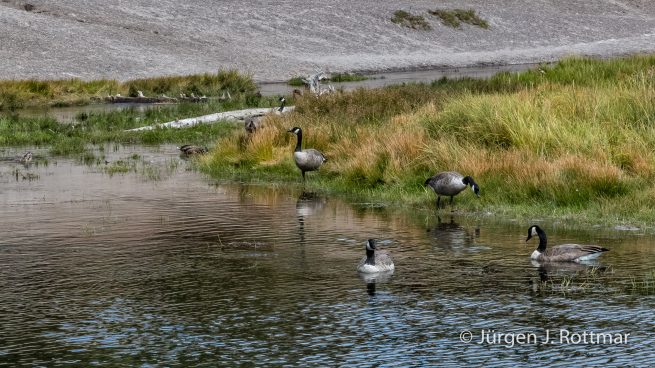 USA | Südwesten | Wyoming | Yellowstone National Park | Madison Campground | Canada Goose