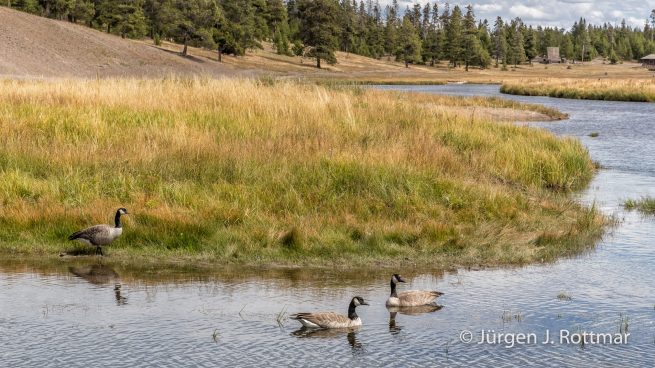 USA | Südwesten | Wyoming | Yellowstone National Park | Madison Campground | Canada Goose