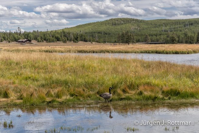 USA | Südwesten | Wyoming | Yellowstone National Park | Madison Campground | Canada Goose