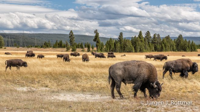 USA | Südwesten | Wyoming | Yellowstone National Park | Near Grand Prismatic Springs | Bisons