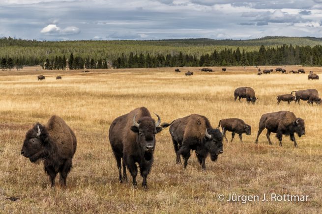 USA | Südwesten | Wyoming | Yellowstone National Park | Near Grand Prismatic Springs | Bisons