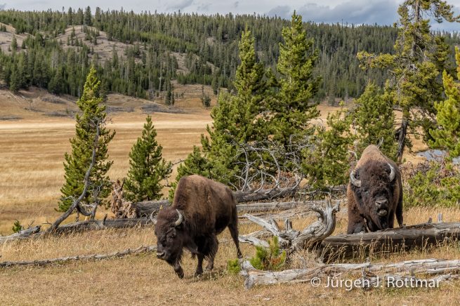 USA | Südwesten | Wyoming | Yellowstone National Park | Near Grand Prismatic Springs | Bisons