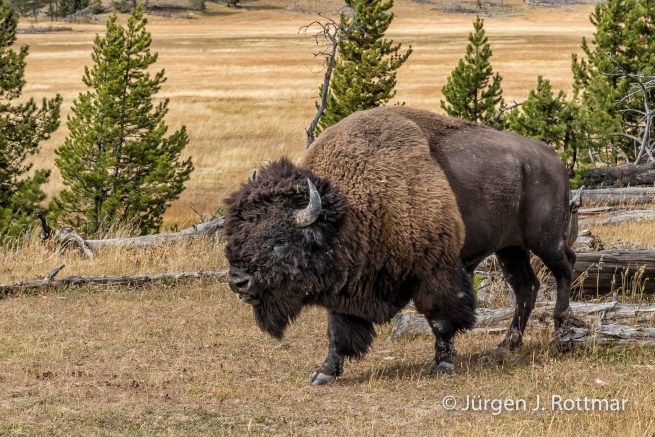 USA | Südwesten | Wyoming | Yellowstone National Park | Near Grand Prismatic Springs | Bisons