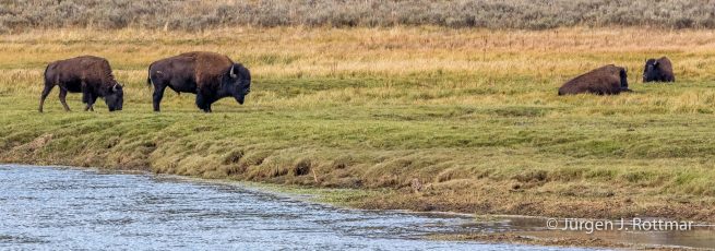 USA | Südwesten | Wyoming | Yellowstone National Park | Near Mammoth Hot Springs