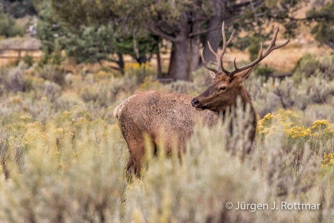 USA | Südwesten | Wyoming | Yellowstone National Park | Wapiti-Hirsch (Cervus Canadensis) | Wapiti Elk