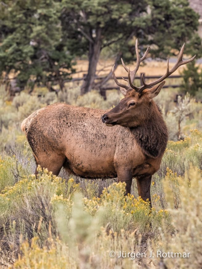 USA | Südwesten | Wyoming | Yellowstone National Park | Wapiti-Hirsch (Cervus Canadensis) | Wapiti Elk