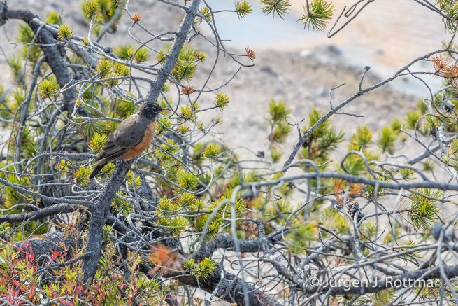 USA | Südwesten | Wyoming | Yellowstone National Park | Norris Geyser Bassin