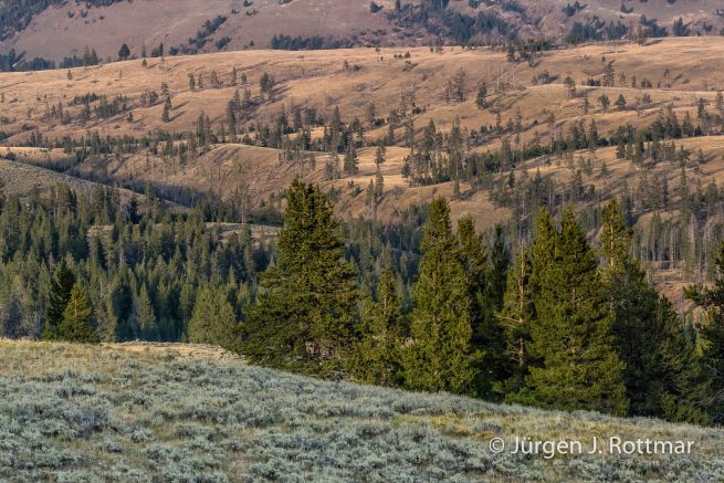 USA | Südwesten | Wyoming | Yellowstone National Park