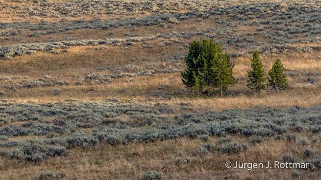 USA | Südwesten | Wyoming | Yellowstone National Park