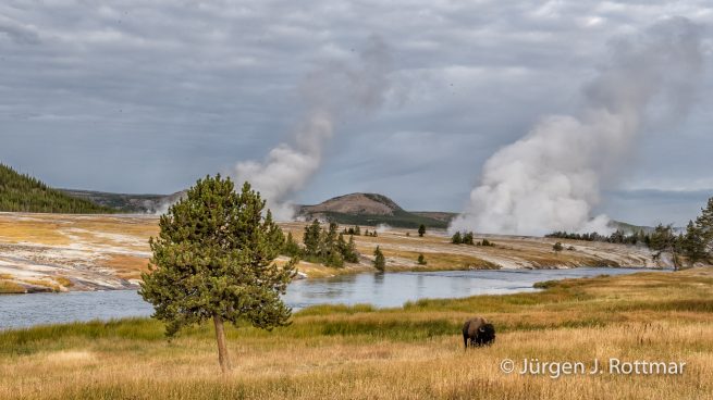 USA | Südwesten | Arizona | Yellowstone NP| Upper Geyser Basin | Firehole River | Bison