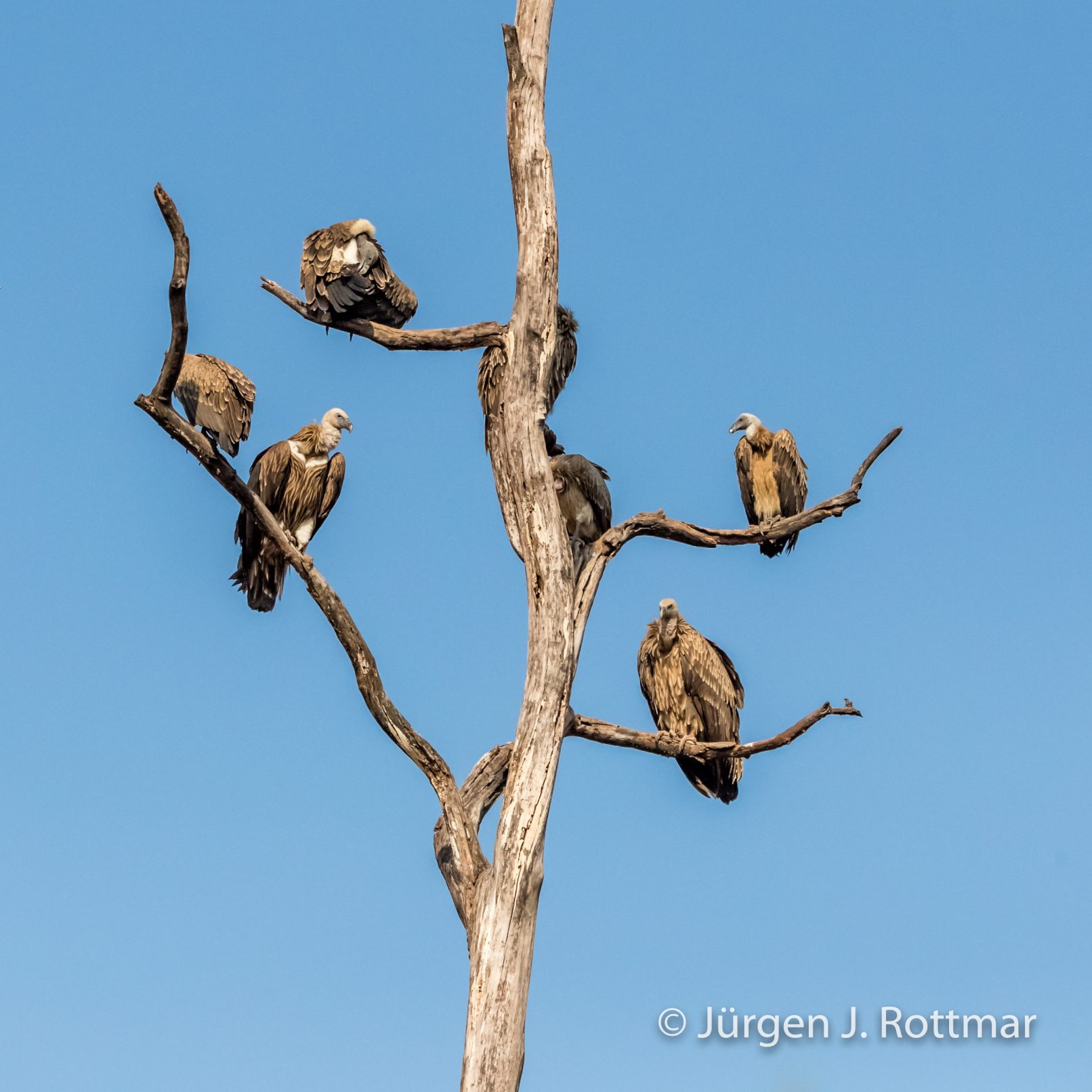 Indien | Madhya Pradesh | Bandhavgarh NP | Gänsegeier (Griffon Vulture)
