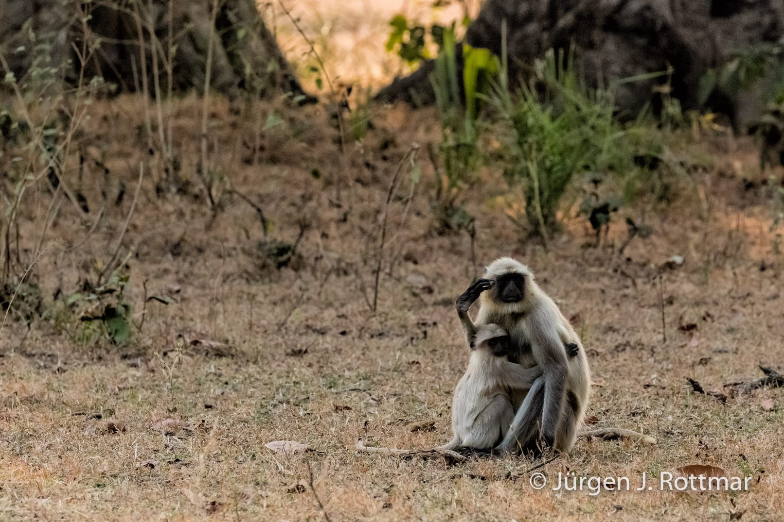 Indien | Madhya Pradesh | Bandhavgarh NP | Hanuman Langur (Northern Plains Grey Langur)