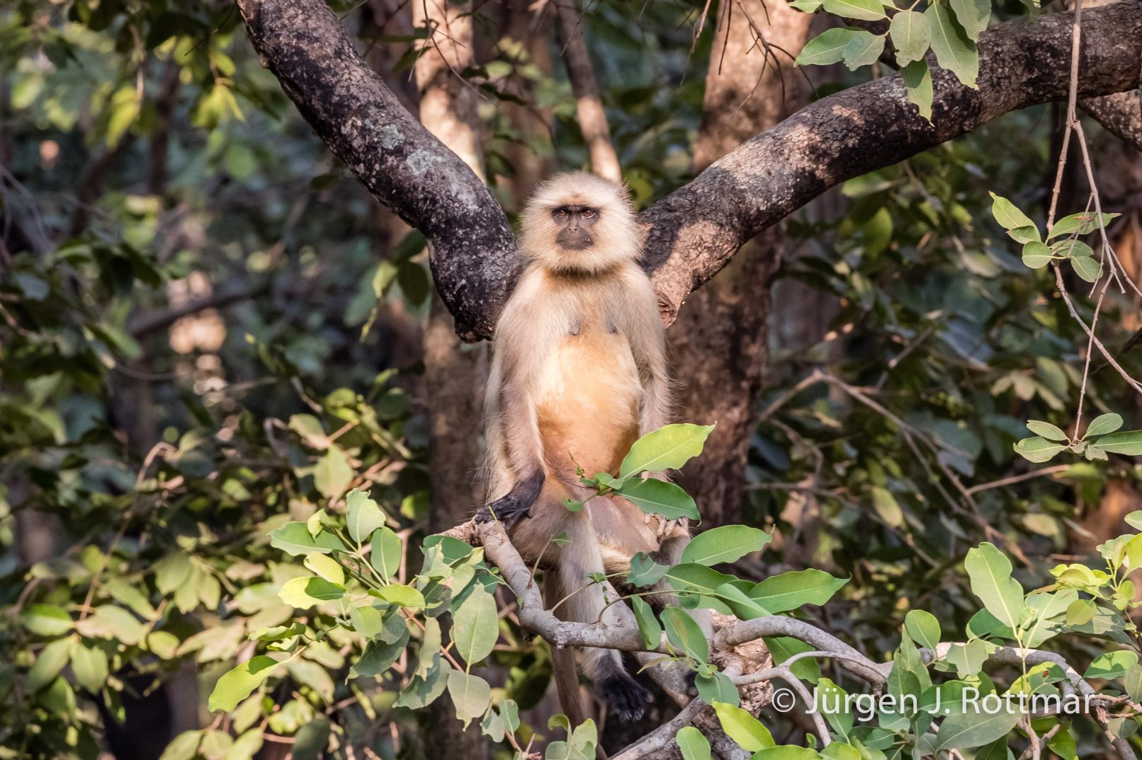 Indien | Madhya Pradesh | Bandhavgarh NP | Hanuman Langur (Northern Plains Grey Langur)