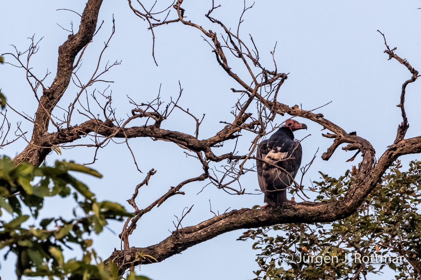 Indien | Madhya Pradesh | Bandhavgarh NP | Kahlkopfgeier (Red-headed Vulture)