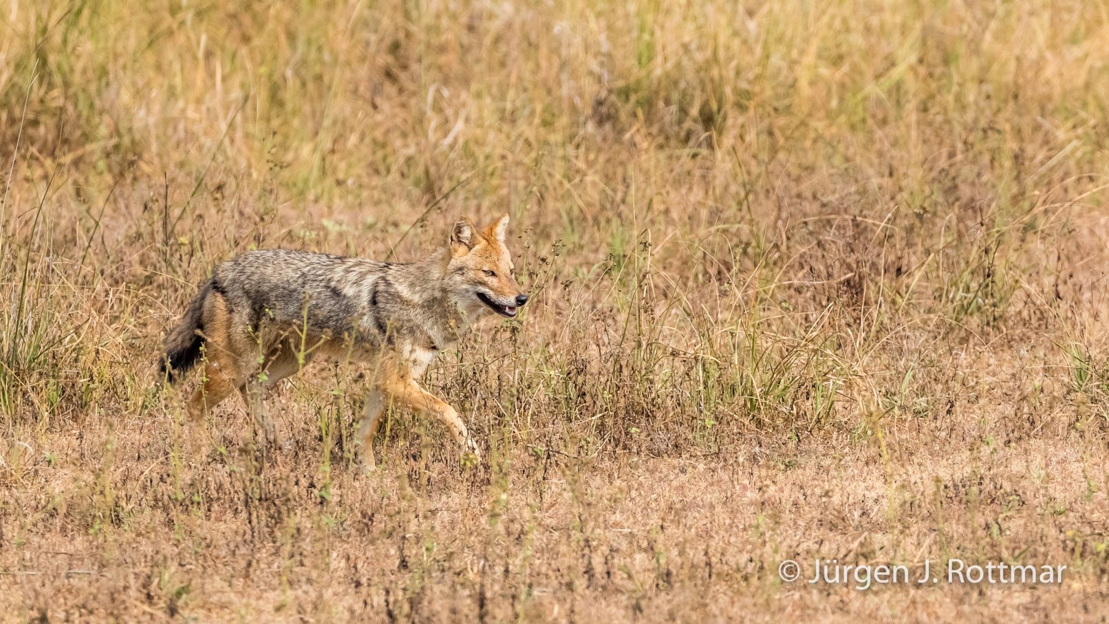 Indien | Madhya Pradesh | Kanha NP | Goldschakal (Golden Jackal)
