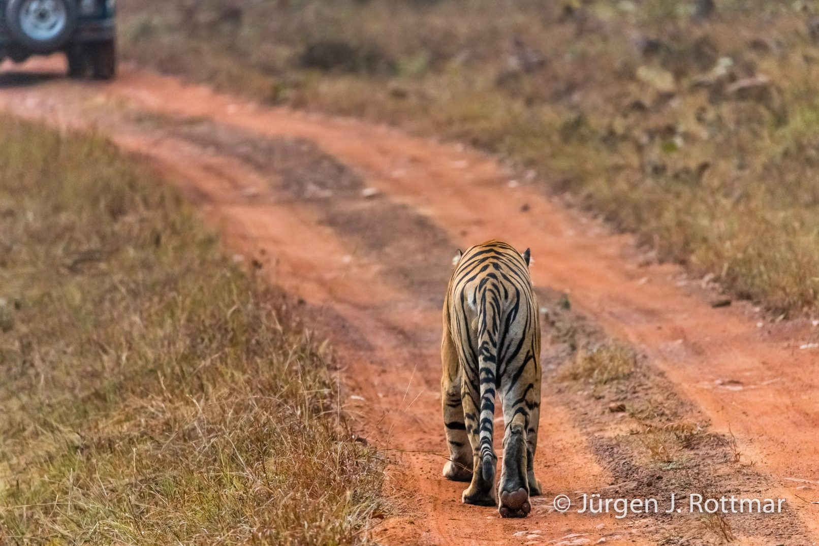 Indien | Maharashtra | Tadoba Andhari NP | Bengalischer Tiger (Bengal Tiger)