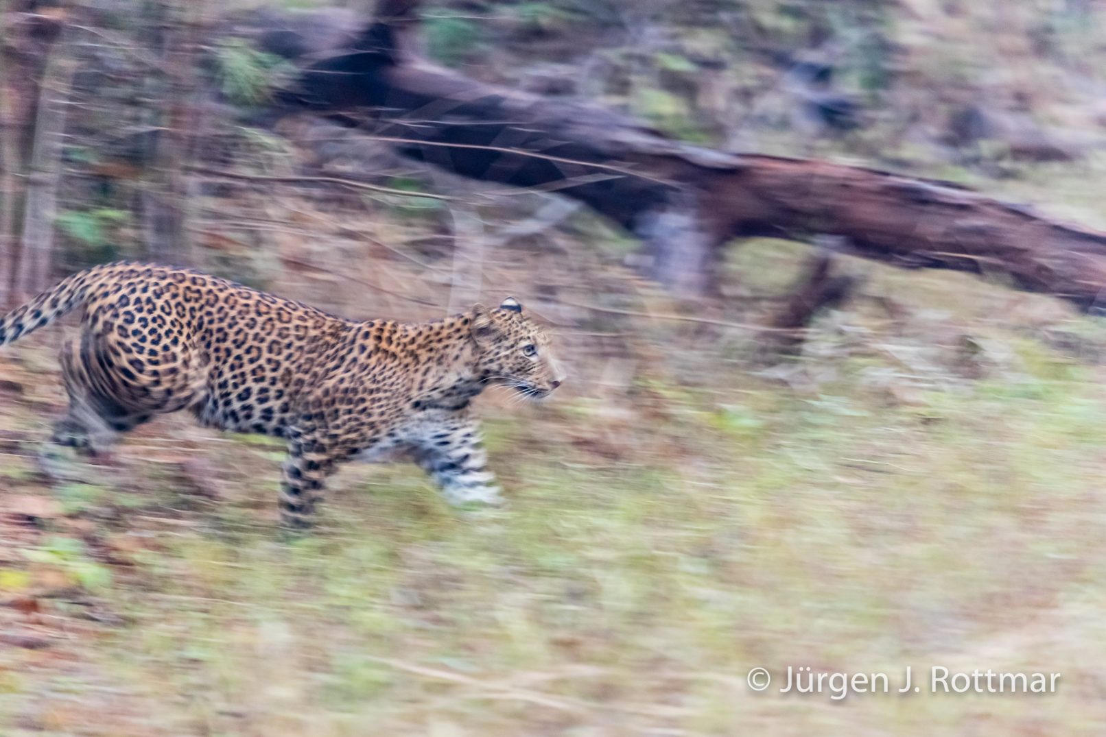 Indien | Maharashtra | Tadoba Andhari NP | Leopard (Leopard) | Maybe he's the "Killer", who killed 4 people in the last 4 weeks. Not to eat, just to kill.
