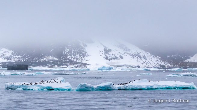 Antarctic Peninsula | Charlotte Bay | Adelie Penguin (Adeliepinguin)