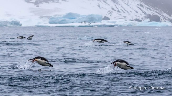 Antarctic Peninsula | Charlotte Bay | Adelie Penguin (Adeliepinguin)