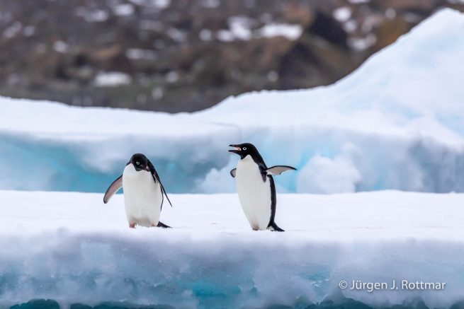 Antarctic Peninsula | Charlotte Bay | Adelie Penguin (Adeliepinguin)