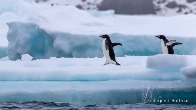 Antarctic Peninsula | Charlotte Bay | Adelie Penguin (Adeliepinguin)