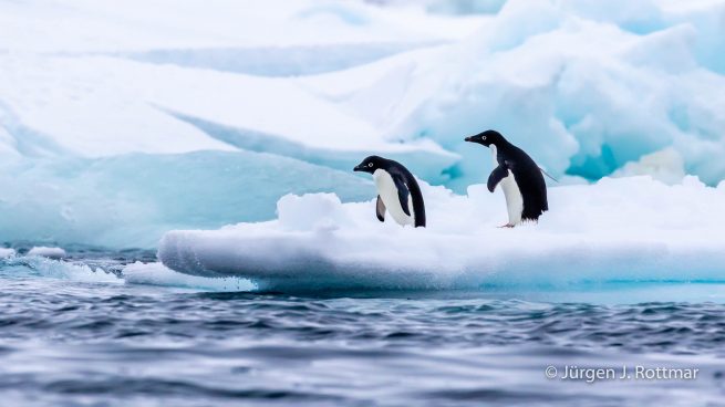 Antarctic Peninsula | Charlotte Bay | Adelie Penguin (Adeliepinguin)