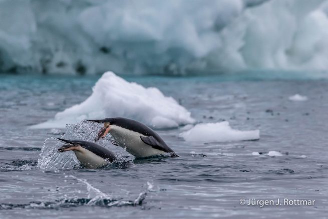 Antarctic Peninsula | Charlotte Bay | Adelie Penguin (Adeliepinguin)
