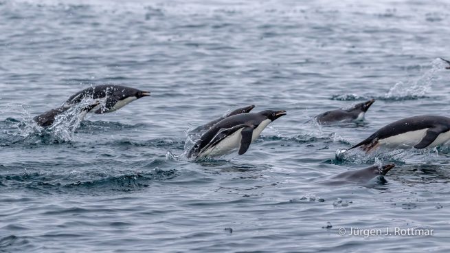 Antarctic Peninsula | Charlotte Bay | Adelie Penguin (Adeliepinguin)
