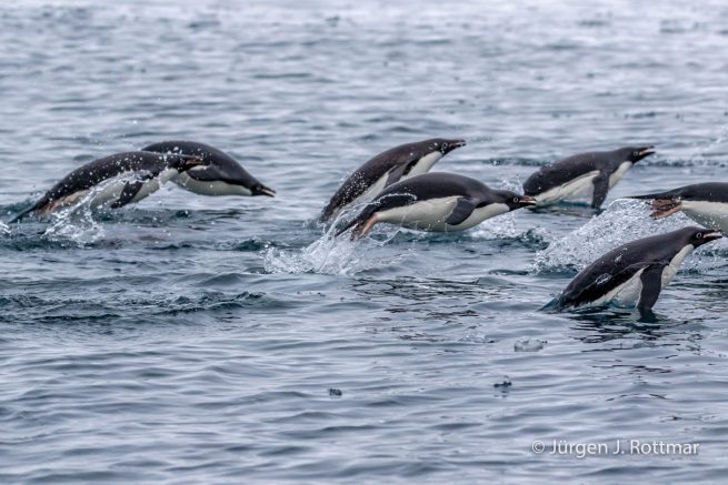 Antarctic Peninsula | Charlotte Bay | Adelie Penguin (Adeliepinguin)