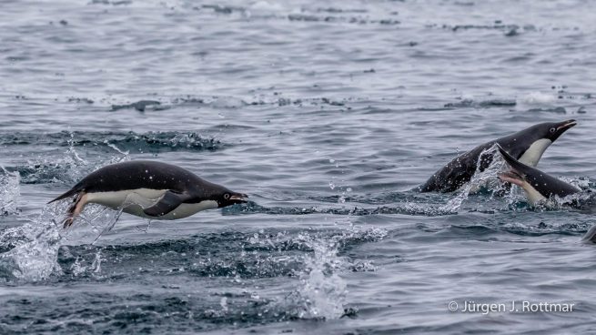 Antarctic Peninsula | Charlotte Bay | Adelie Penguin (Adeliepinguin)