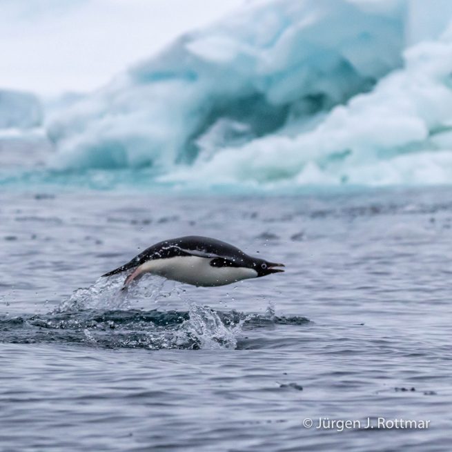 Antarctic Peninsula | Charlotte Bay | Adelie Penguin (Adeliepinguin)