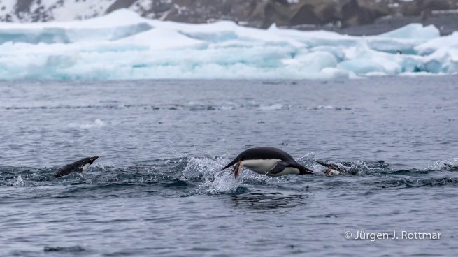 Antarctic Peninsula | Charlotte Bay | Adelie Penguin (Adeliepinguin)