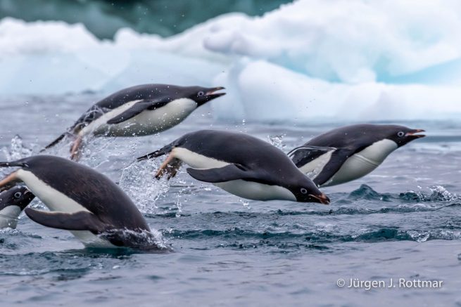 Antarctic Peninsula | Charlotte Bay | Adelie Penguin (Adeliepinguin)