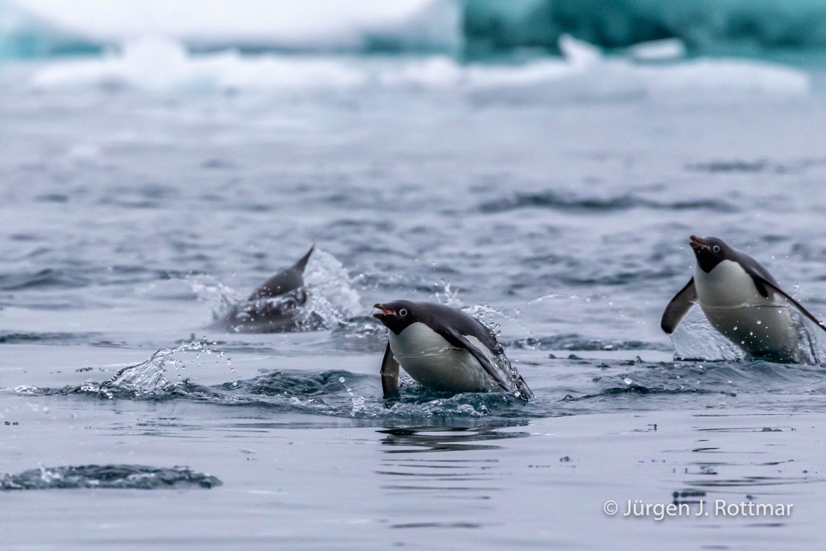 Antarctic Peninsula | Charlotte Bay | Adelie Penguin (Adeliepinguin)