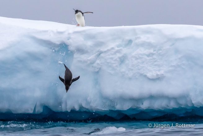 Antarctic Peninsula | Charlotte Bay | Adelie Penguin (Adeliepinguin)