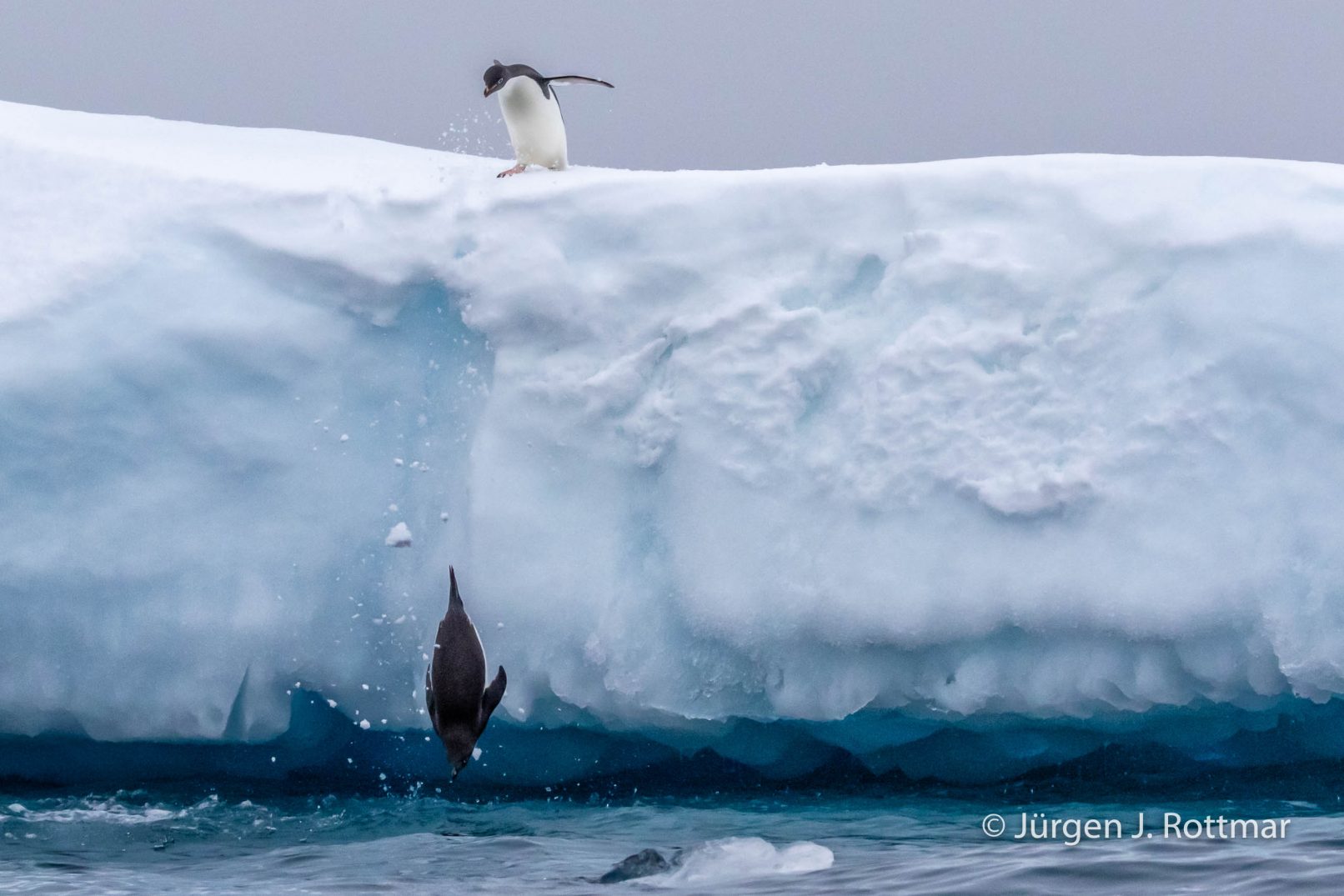 Antarctic Peninsula | Charlotte Bay | Adelie Penguin (Adeliepinguin)