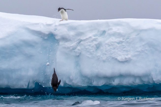 Antarctic Peninsula | Charlotte Bay | Adelie Penguin (Adeliepinguin)