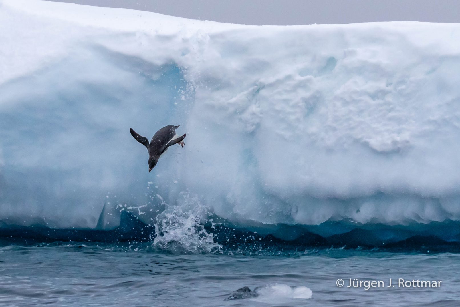 Antarctic Peninsula | Charlotte Bay | Adelie Penguin (Adeliepinguin)