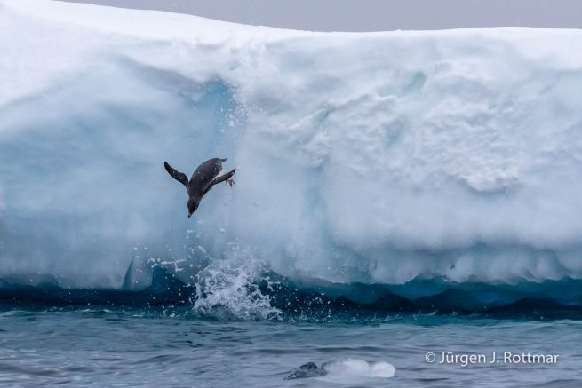 Antarctic Peninsula | Charlotte Bay | Adelie Penguin (Adeliepinguin)