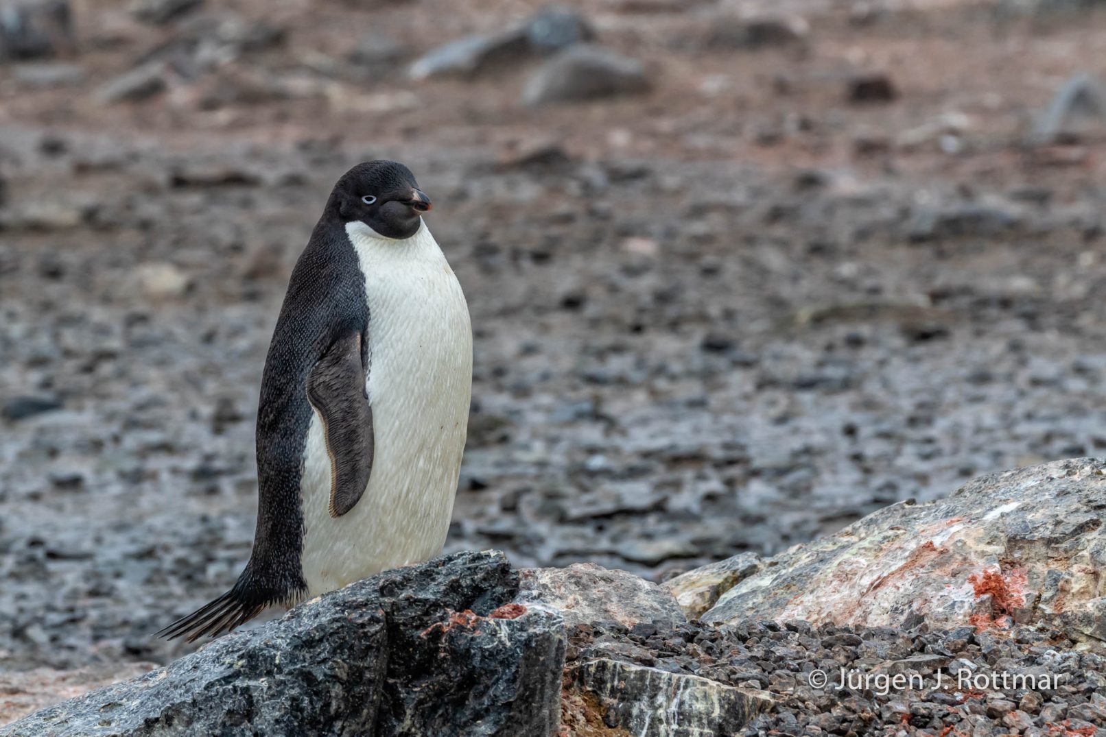 Antarctic Peninsula | Gourdin Island | Adelie Penguin (Adeliepinguin)