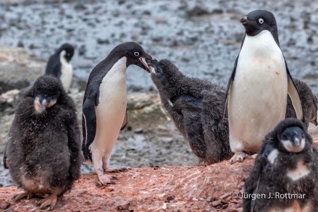 Antarctic Peninsula | Gourdin Island | Adelie Penguin (Adeliepinguin)