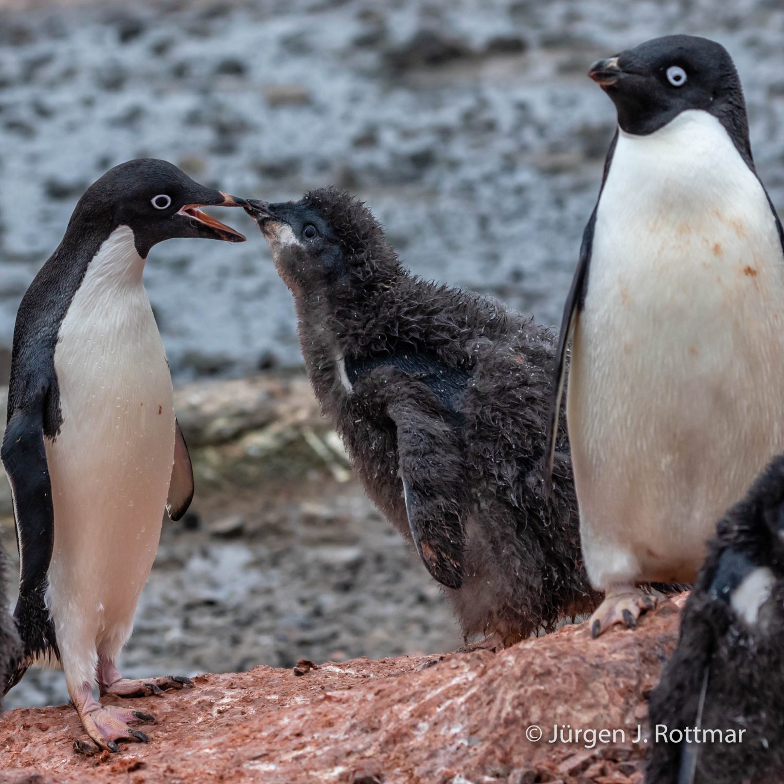 Antarctic Peninsula | Gourdin Island | Adelie Penguin (Adeliepinguin)