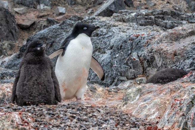 Antarctic Peninsula | Gourdin Island | Adelie Penguin (Adeliepinguin)