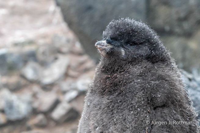 Antarctic Peninsula | Gourdin Island | Adelie Penguin (Adeliepinguin)