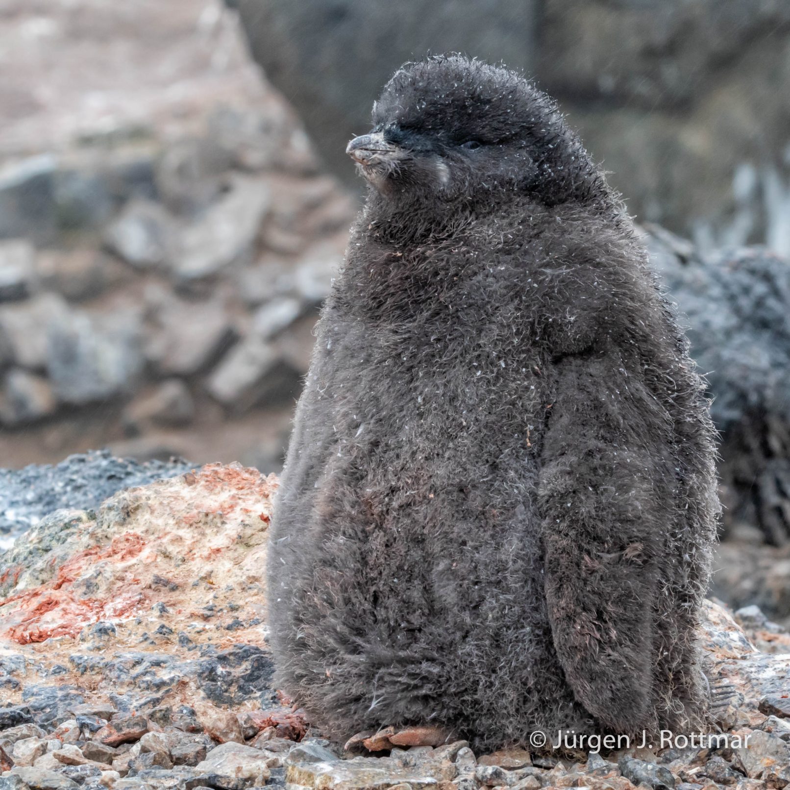 Antarctic Peninsula | Gourdin Island | Adelie Penguin (Adeliepinguin)