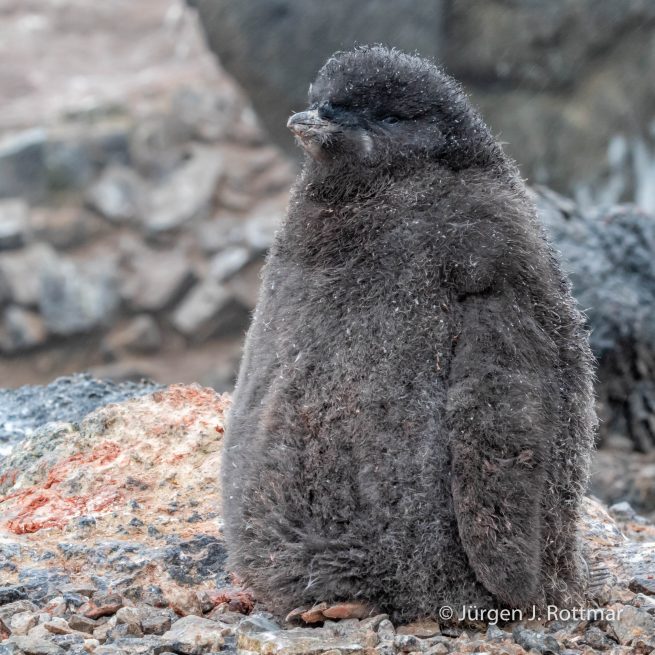 Antarctic Peninsula | Gourdin Island | Adelie Penguin (Adeliepinguin)